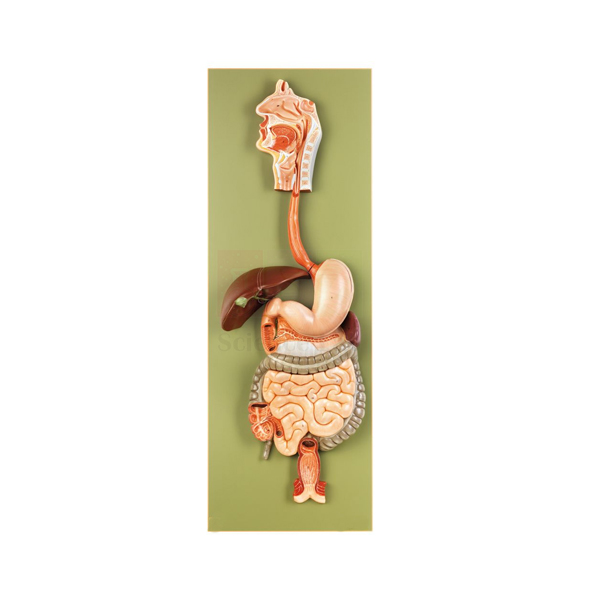 Human Digestive Tract Model